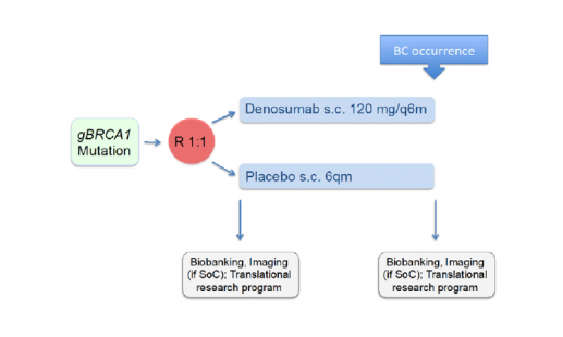 BRCA-P-Studiendesign