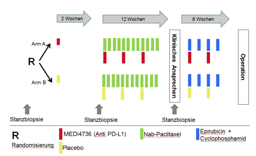 Studiendesign GeparNuevo